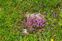 2015-06-24_01Eng-Steig (129).JPG